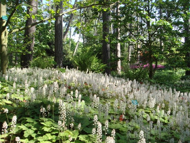 Tiarella cordifolia